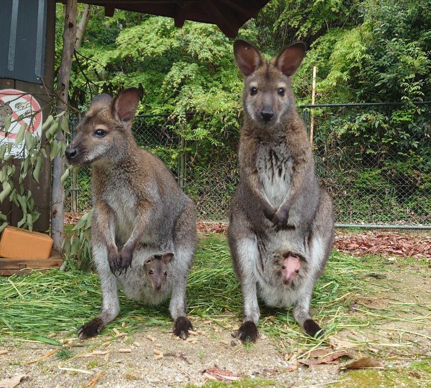 キャプション(編集は画像ボタンから) ネム、マルと赤ちゃん