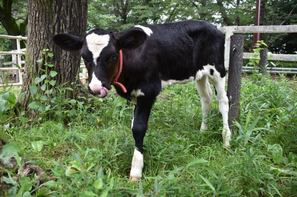 外の放飼場にも出ています アンズの写真