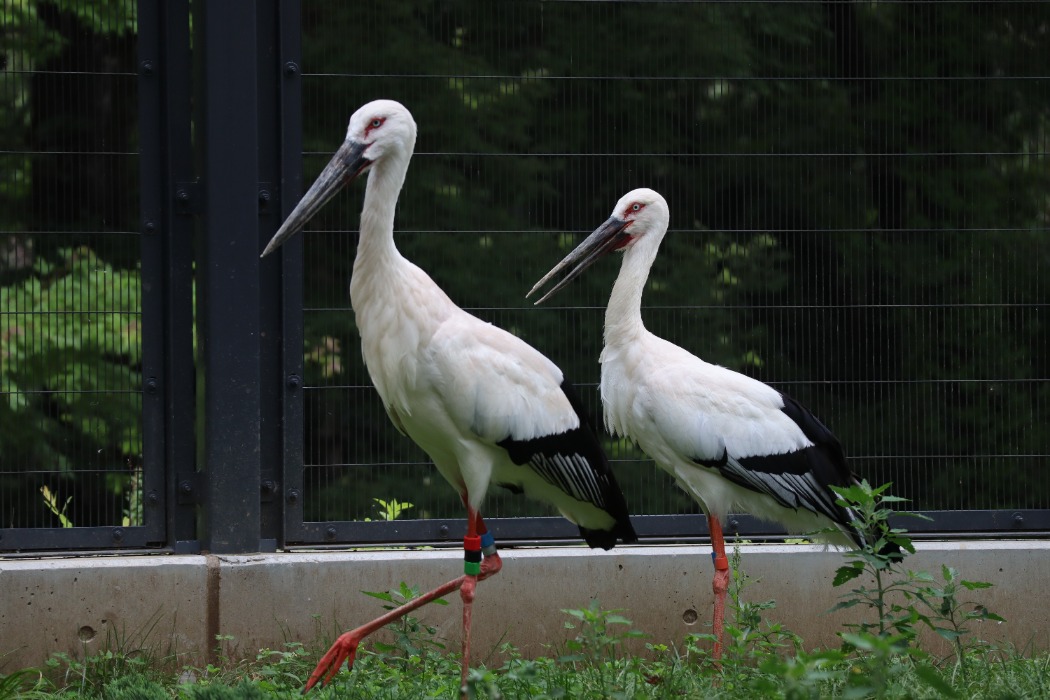 ニホンコウノトリのペア