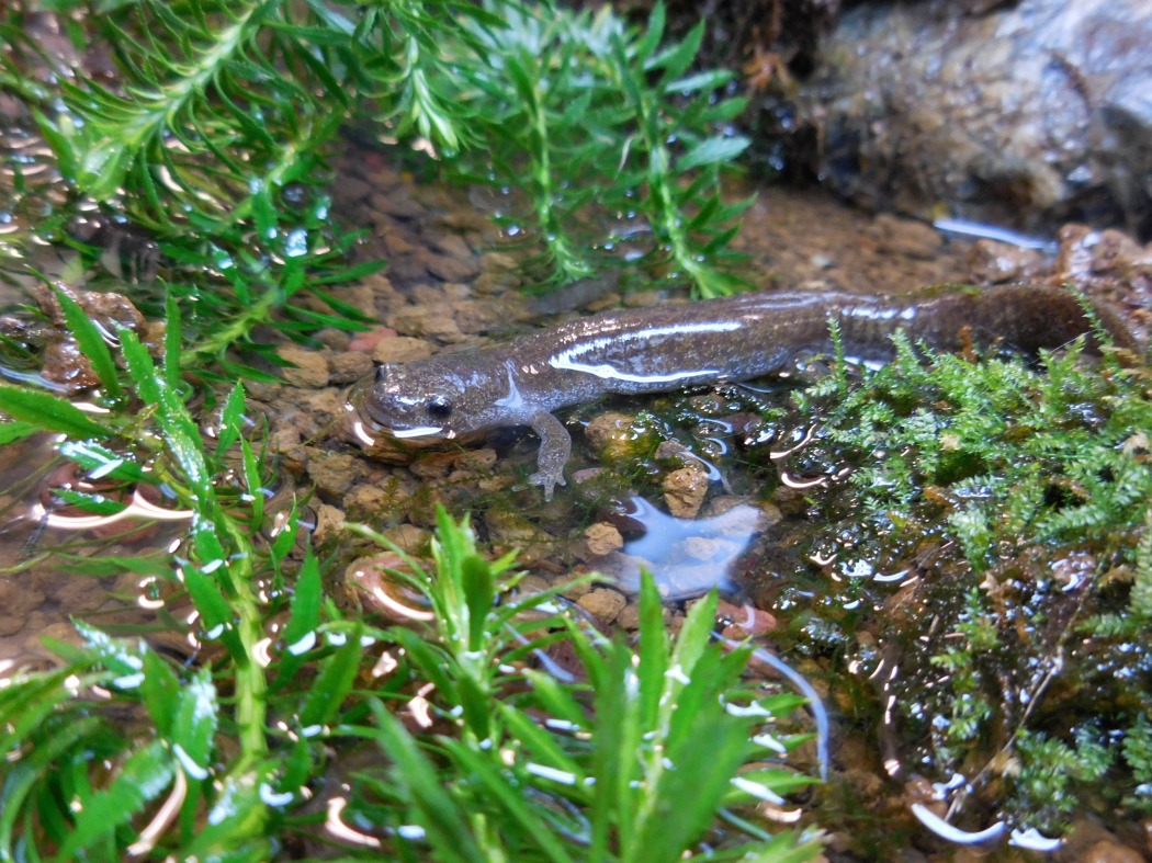 トウキョウサンショウウオ