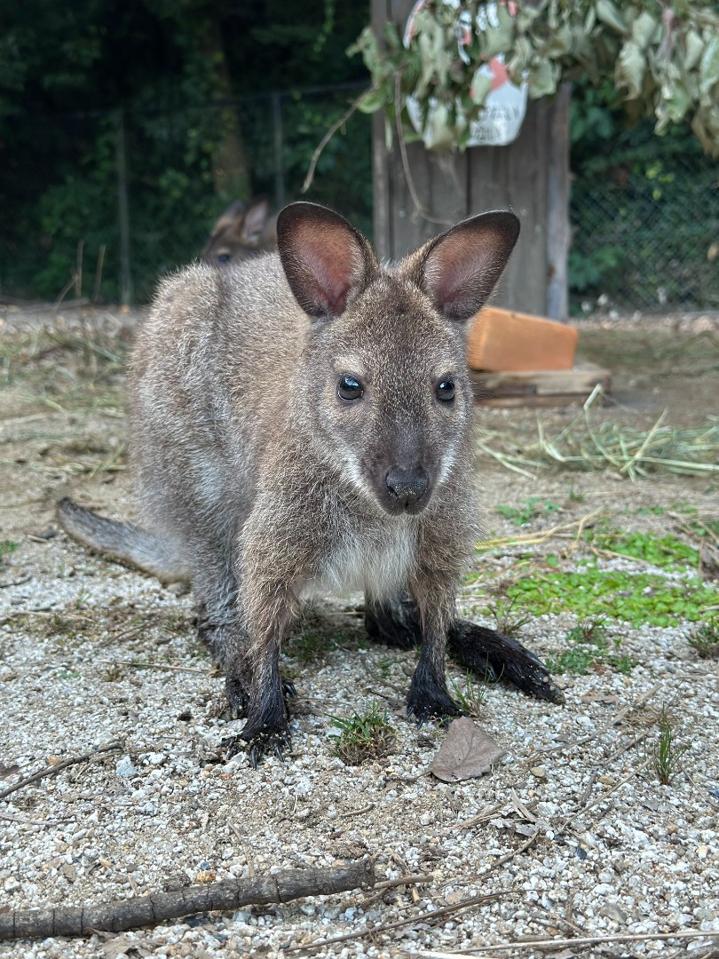 ベネットアカクビワラビー