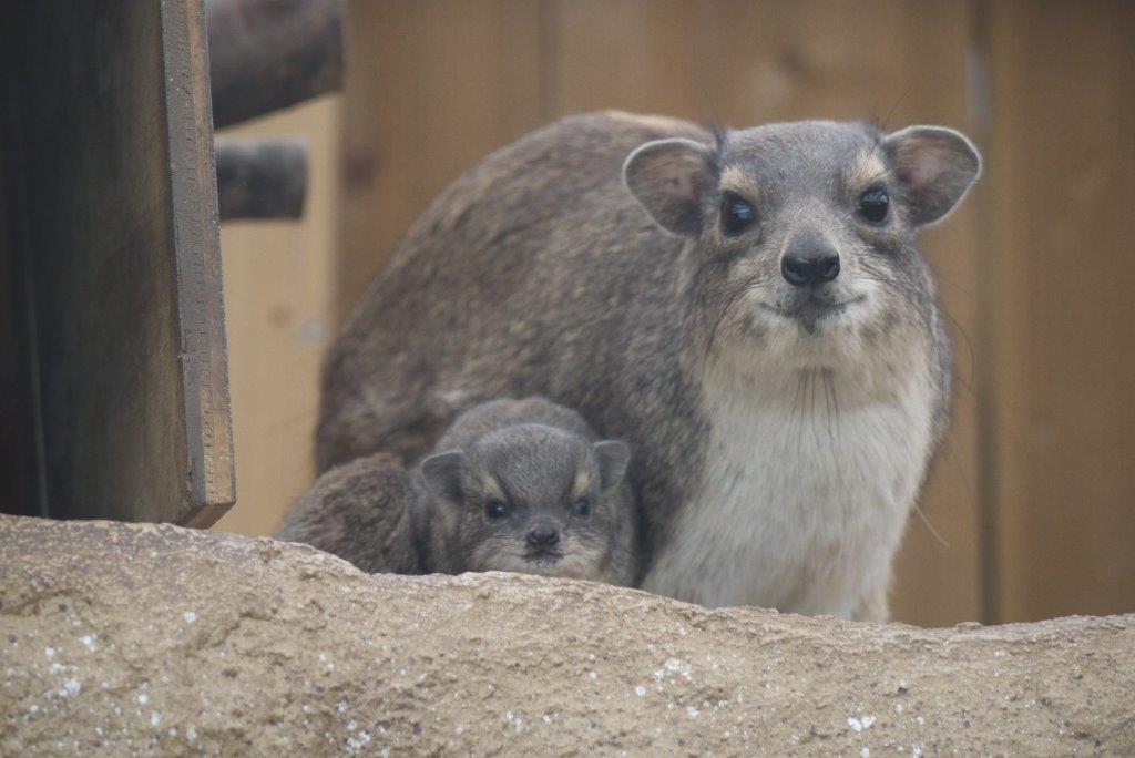 キボシイワハイラックスの親子