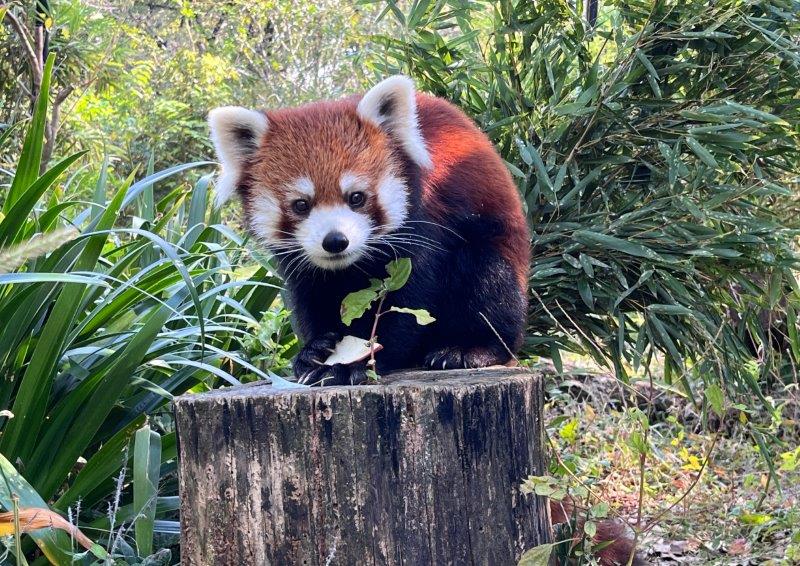 レッサーパンダのセイ