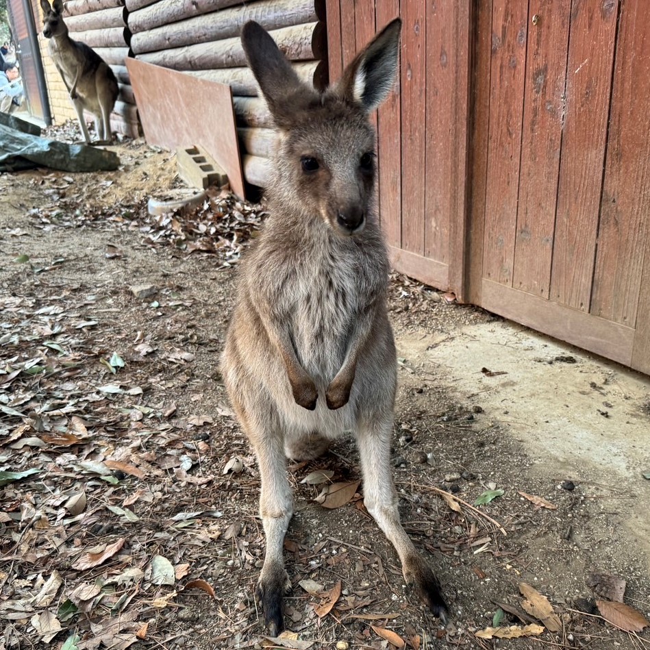 ベネットアカクビワラビー