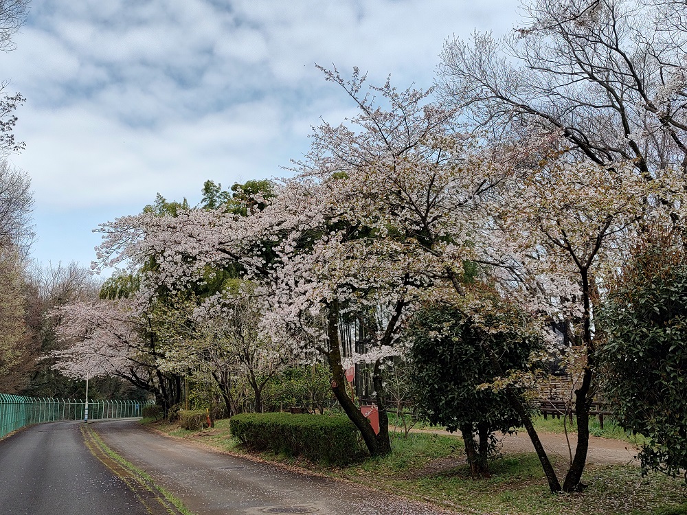 桜