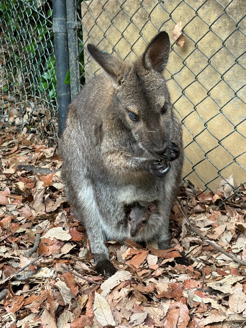 ペコとこども