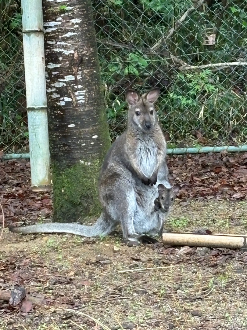 マルとこども