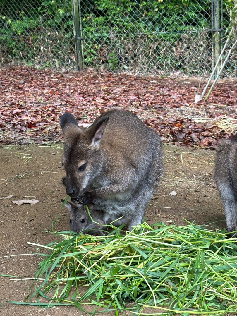 ラムネとこども