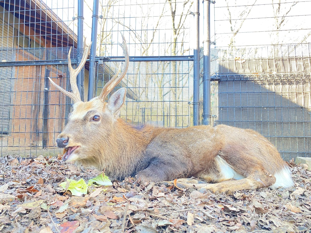 座ってハクサイを食べているタケ