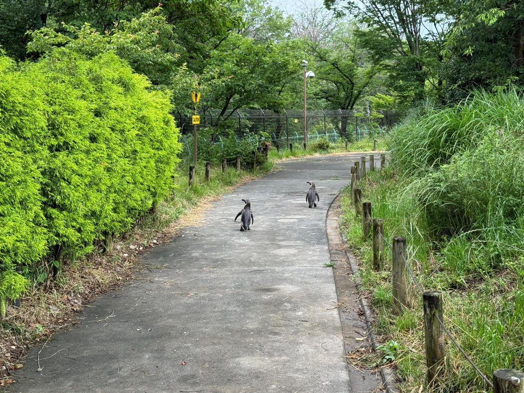通り抜けるペンギン ペンギン