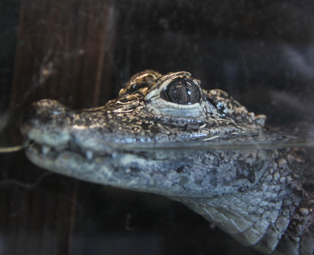 ヨウスコウワニ