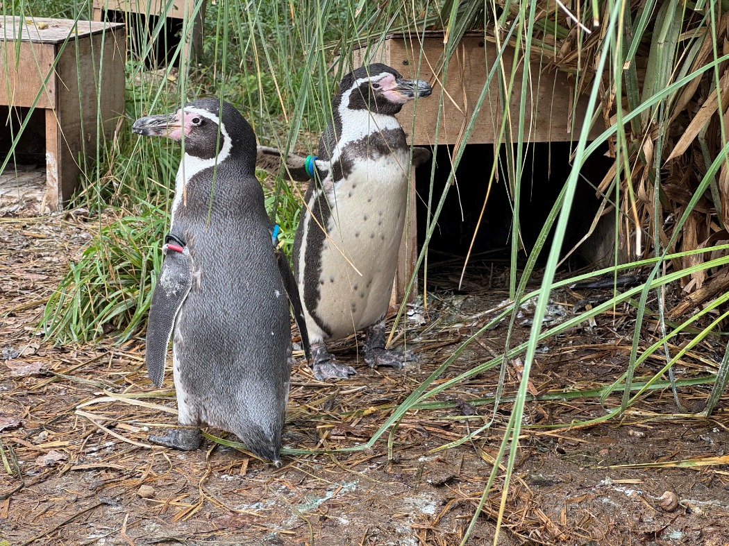 ペンギンヒルズで新しくペアになりました フクと赤ちゃん