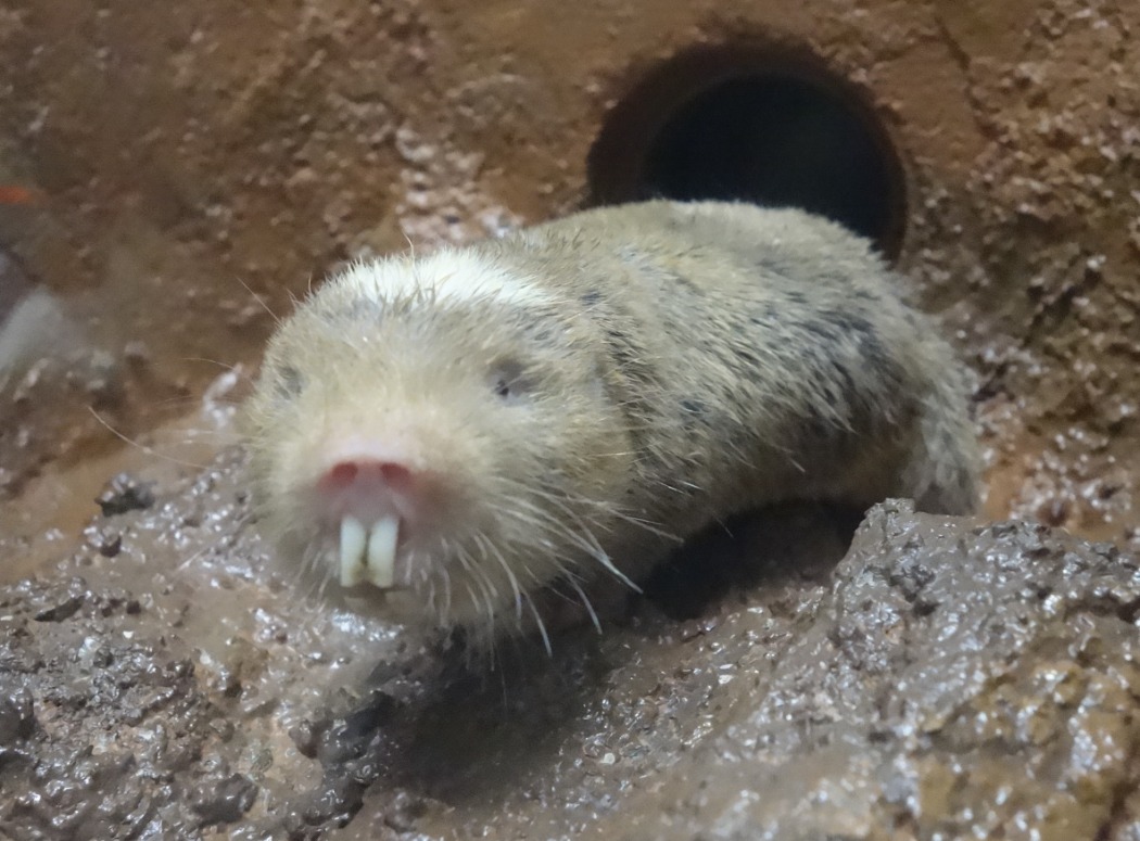 頭部にある白い模様が特徴 ダマラランドデバネズミ