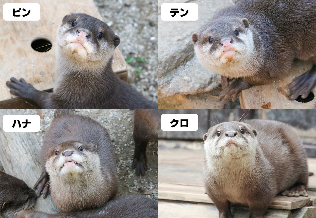 コツメカワウソ