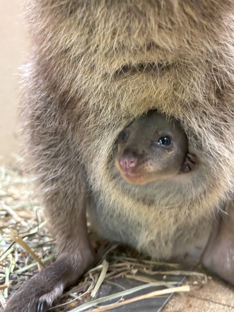 育児のうから顔を出した赤ちゃん