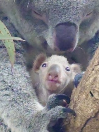 キャプション(編集は画像ボタンから) 赤ちゃん