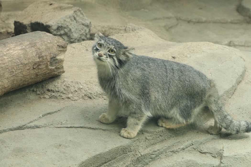 マヌルネコ「オト」の全身写真