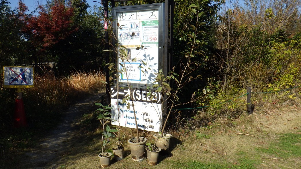 さいたま市桜環境センター様よりハンノキを提供いただきました