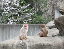 智光山公園