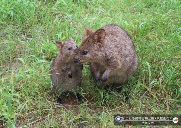 クオッカ