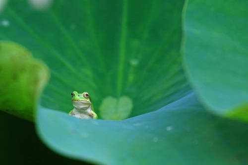 アニマル