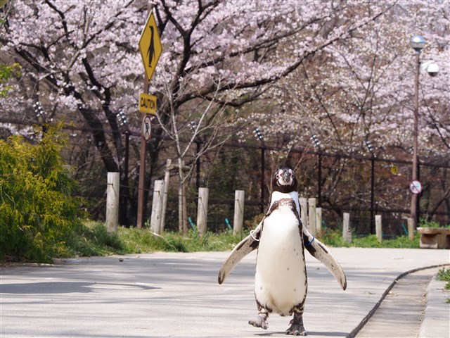 アニマル賞