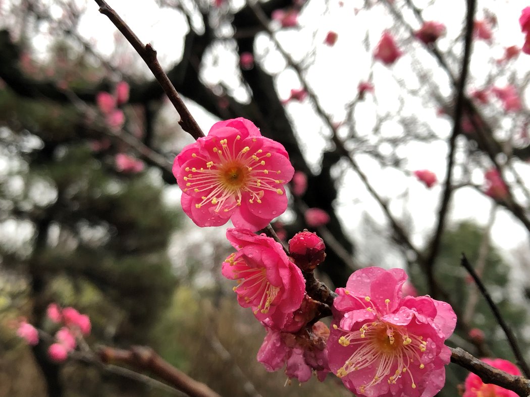 ウメ