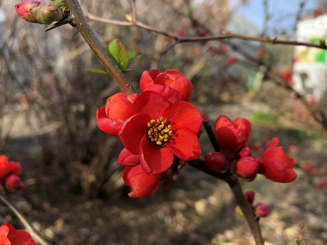 ボケ(花木園)