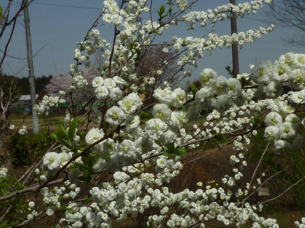 シジミバナ(花木園)