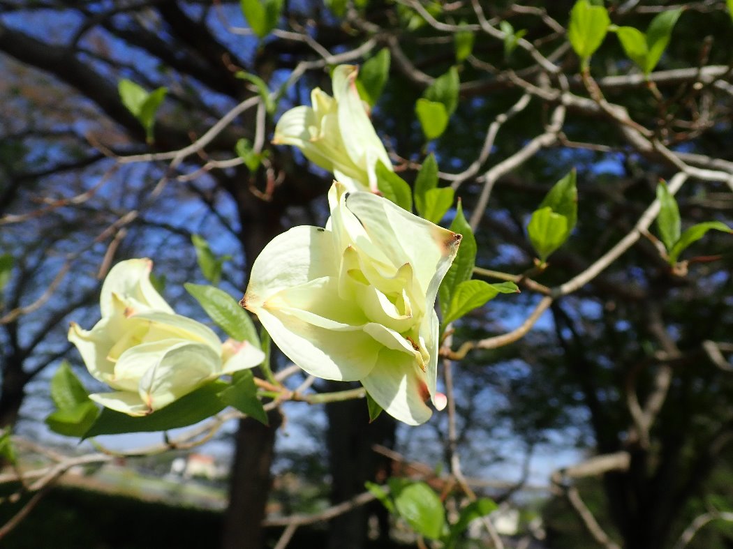 八重ハナミズキが咲きました 智光山公園 公益財団法人埼玉県公園緑地協会