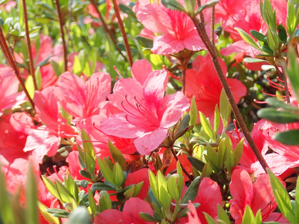 ツツジ(花木園)