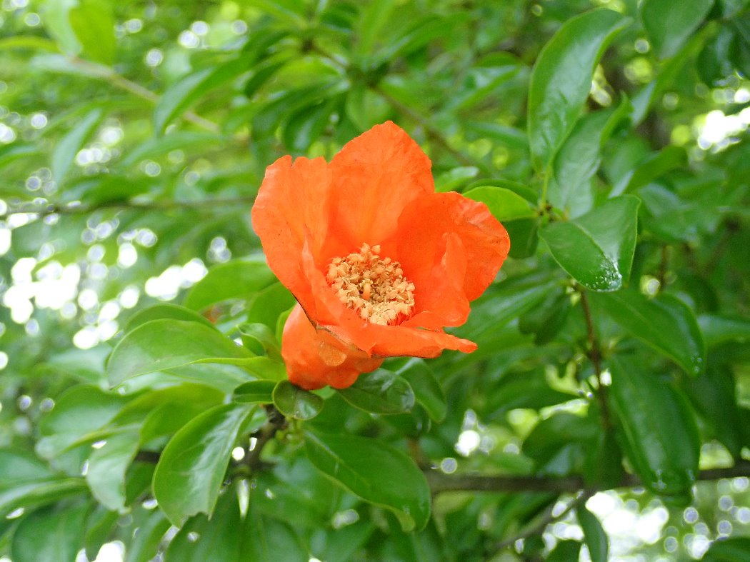 ザクロ(花木園)