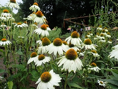 エキナセアの花