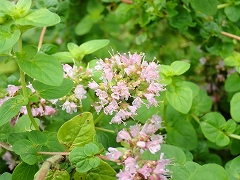 オレガノの花