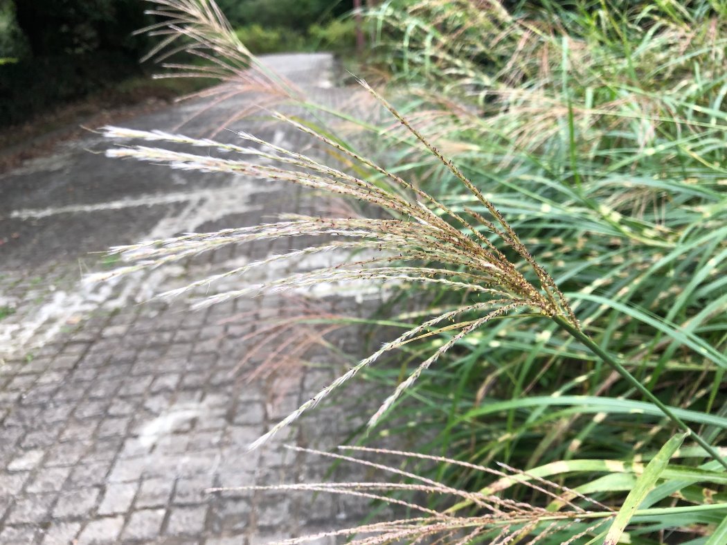 タカノハススキ