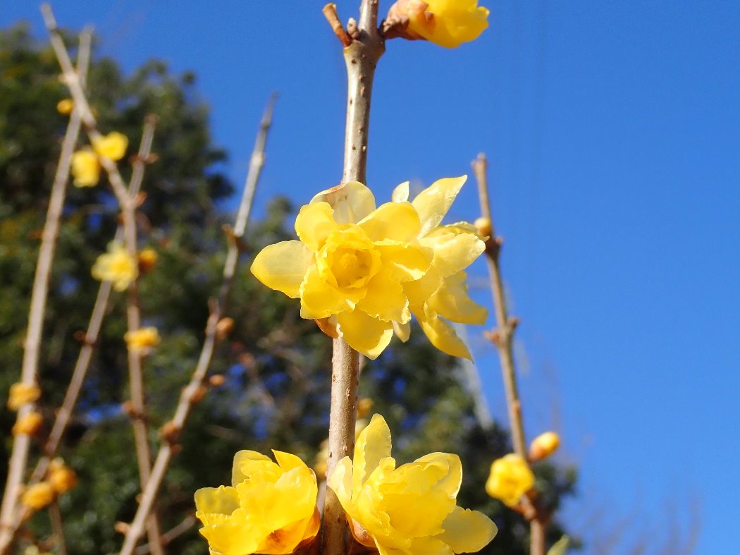 福寿。濃い黄色で花弁に幅があります。