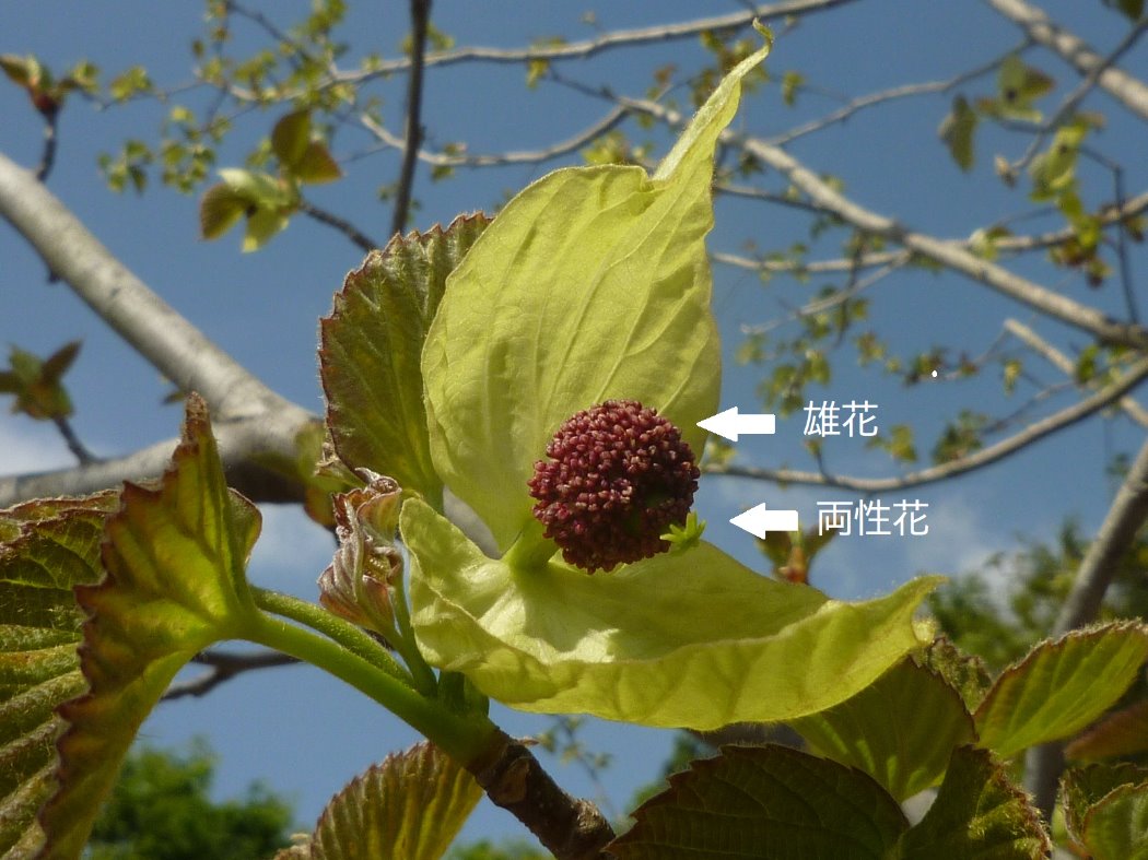 (B)両性花+雄花。女子の少ない共学校タイプ。