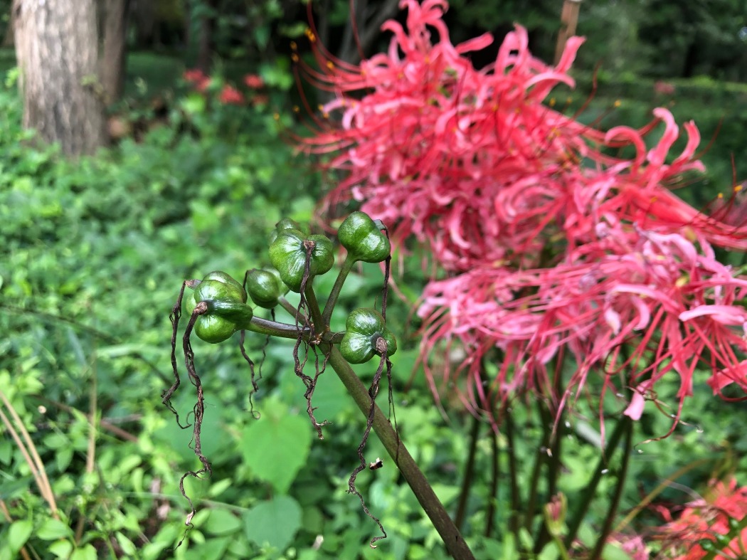 ヒガンンバナの開花後にできる実