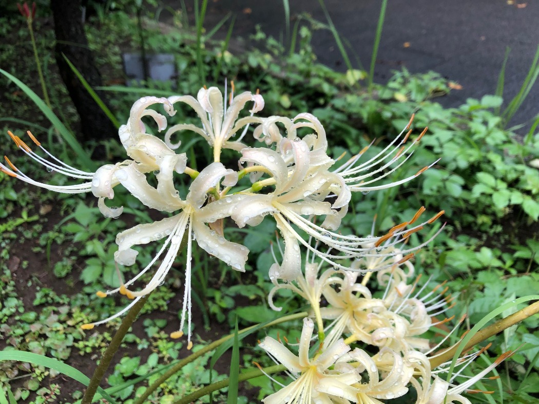 白花はコヒガンバナとショウキズイセンの雑種と考えられています