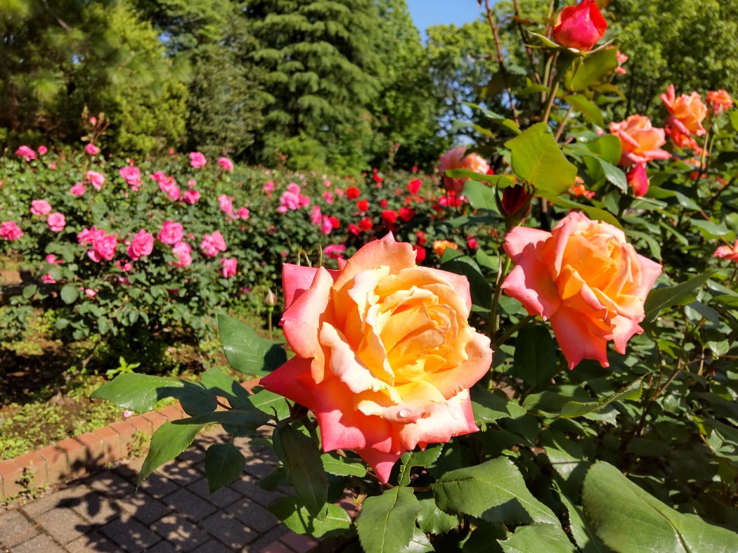 新鮮な花が朝日を浴びて爽やか