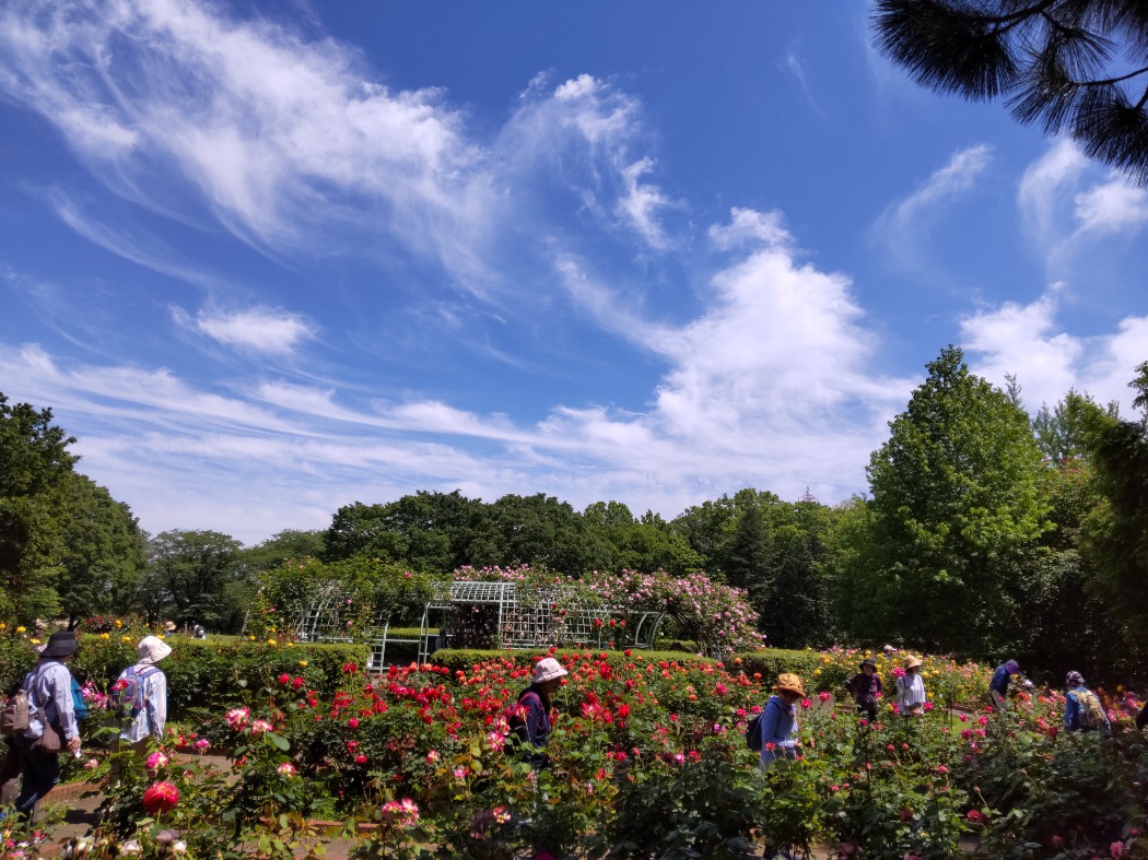 快晴のバラ園
