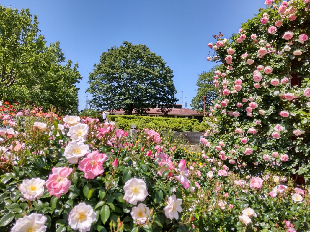 花いっぱいのバラ園