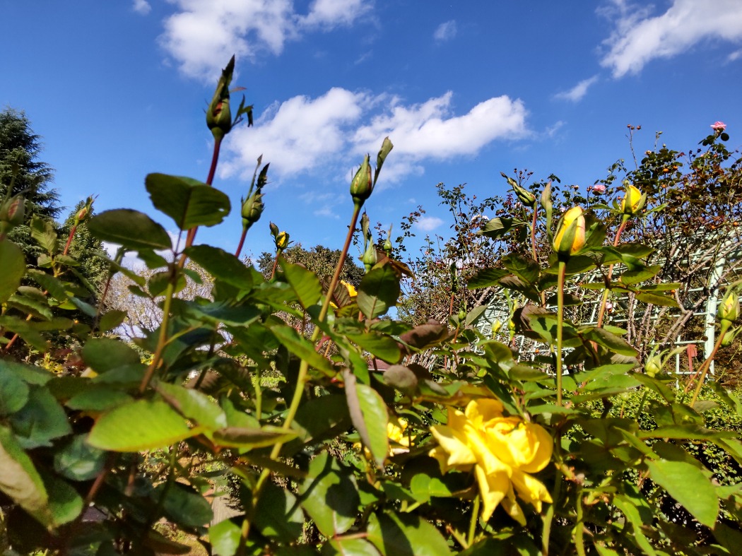 「あゆみ」の蕾は大きくなってきました