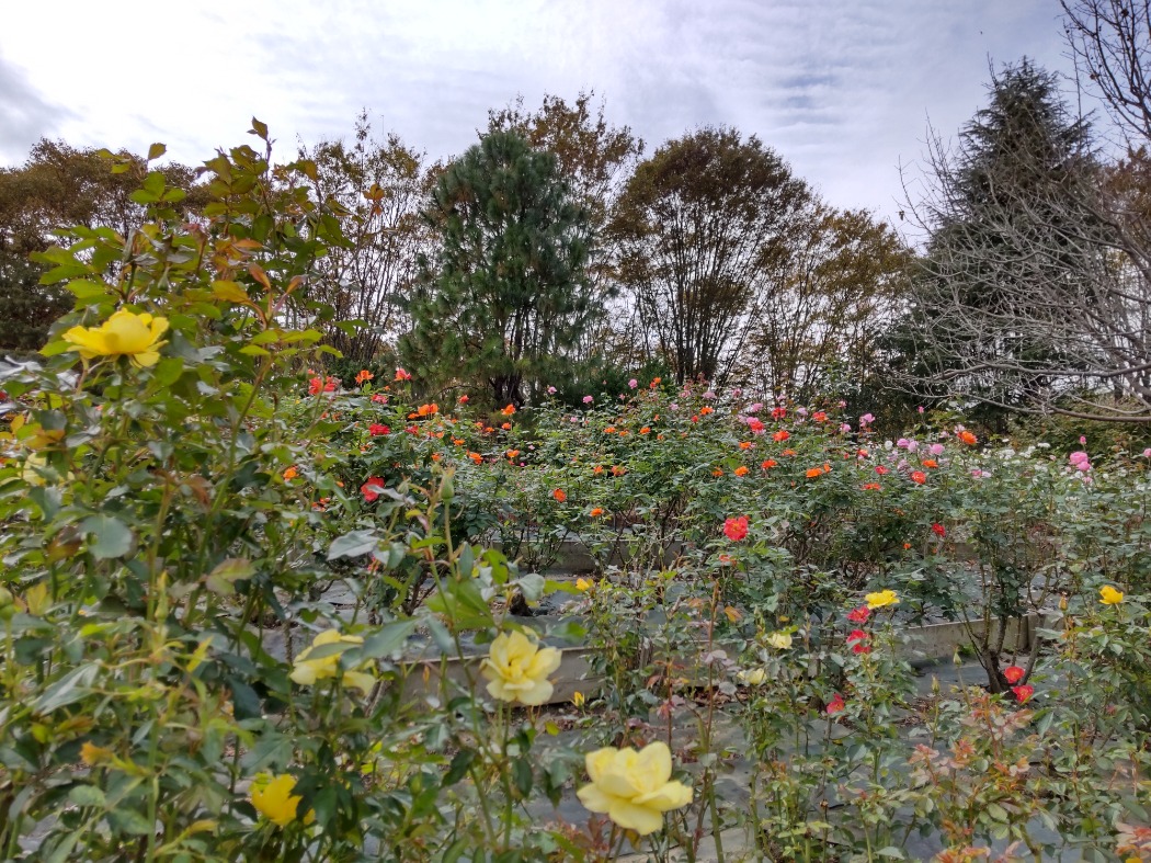 全体の花数が増えてきました