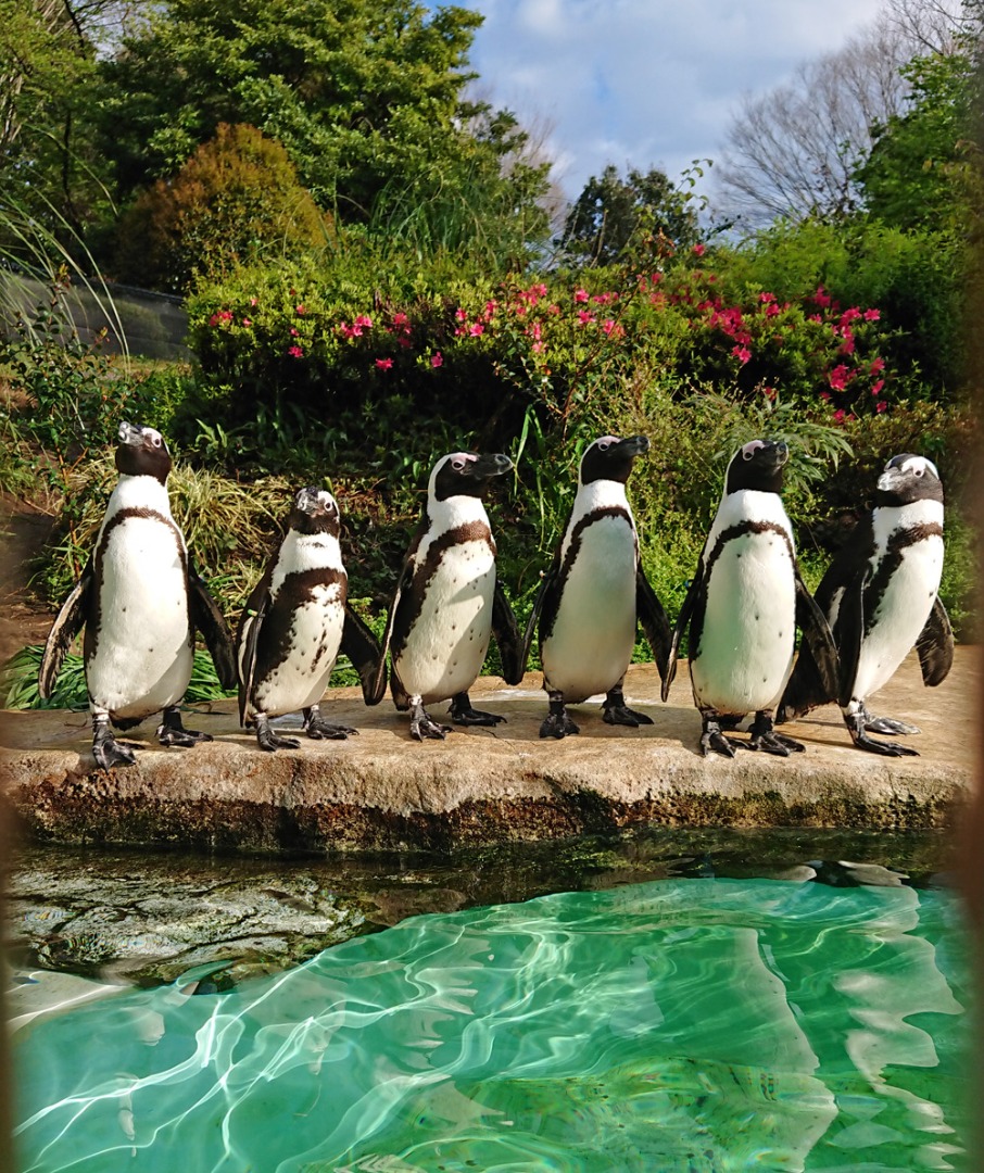 ペンギンズ