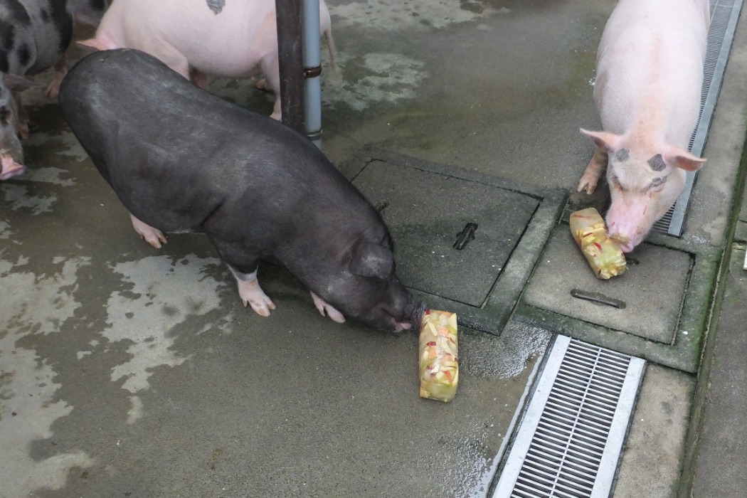 ミニブタ