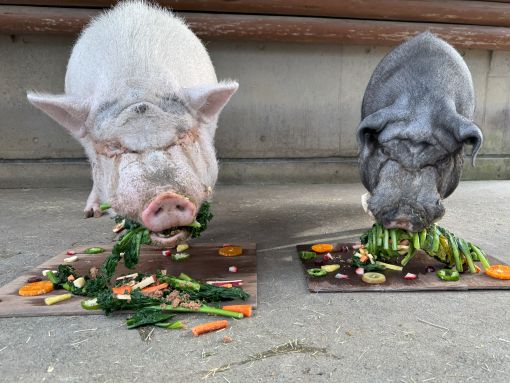 どんなふうに食べるかな?