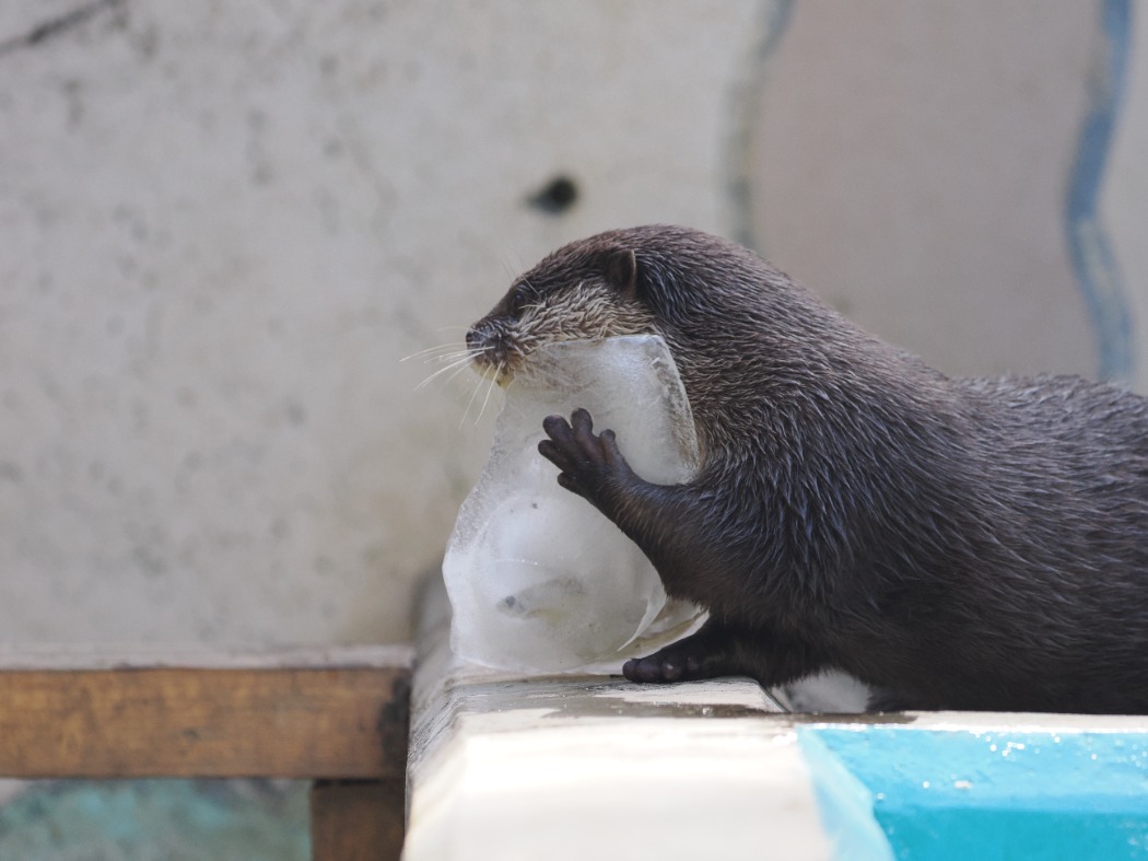 カワウソ