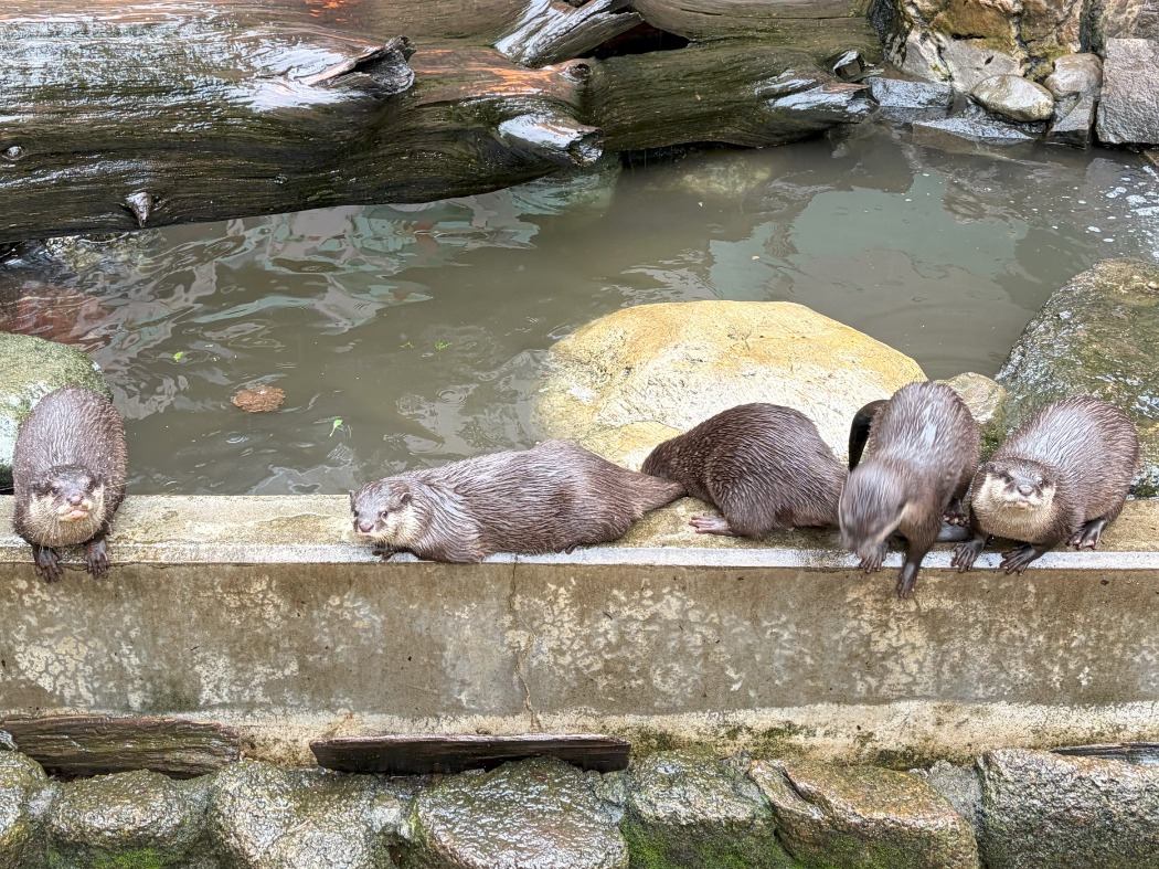 世界カワウソの日