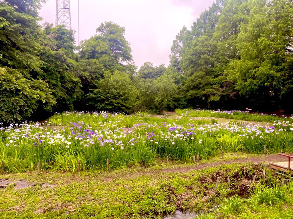 九頭竜池花菖蒲田
